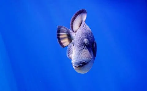 Exotic grey triggerfish swimming in deep blue water inside reef aquarium Stock Photos