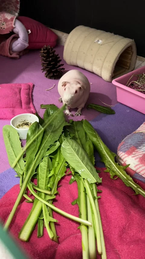 Exotic Guinea Pig Quickly Devours Vegetables, Sorocaba, Sao Paulo, Brazil - 30 M Stock Footage 276976354
