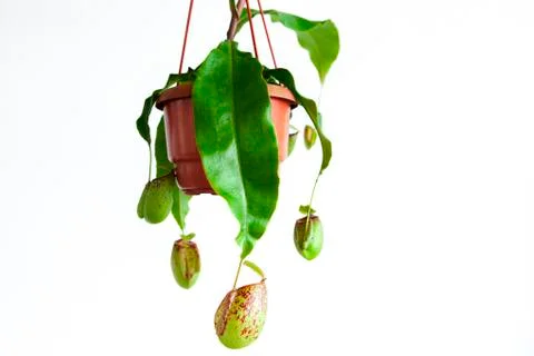 Exotic, herbaceous plants, hell of flies, flytrap Stock Photos