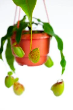 Exotic, herbaceous plants, hell of flies, flytrap Stock Photos