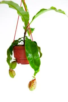 Exotic, herbaceous plants, hell of flies, flytrap Photos