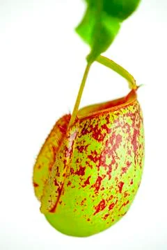 Exotic, herbaceous plants, hell of flies, flytrap Stock Photos