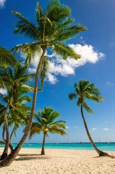 Exotic high palm trees on a wild beach against the azure waters of the Caribbean Stock Photos
