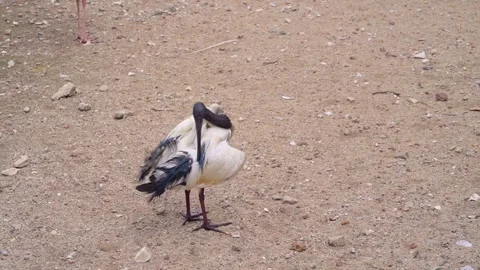 Exotic Ibis Routine in the Afternoon in Natural Environment Park 4K 스톡 동영상 336834077