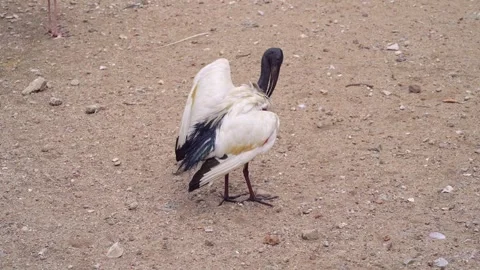 Exotic Ibis Walking and Preening in Bird Park 4K 스톡 동영상 336604980
