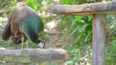 Exotic Indian Peafowl Foraging in Aviary 4K Stock Footage 336523115