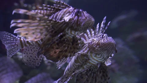 Exotic Indian Turkeyfish close up Stock Footage 113831358