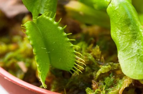 Exotic insect-eating predator flower Venus flytrap dionaea Foto stock