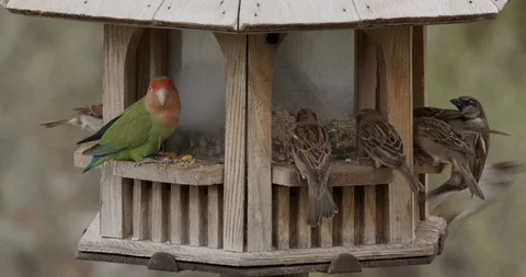 Exotic Introduced Peach-faced Parakeet Lovebird and House Sparrows at Feeder Video stock 123969738