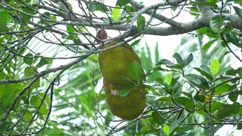 Exotic Jackfruit Tree in Monsoon Season Raining Environment. Stock Footage 338030341