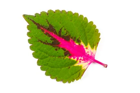 Exotic leaf Stock Photos