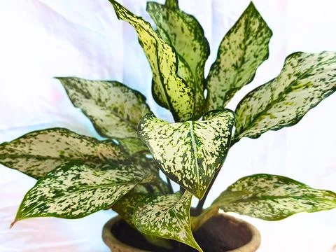 Exotic leafy patterns from Aglaonema "Snow White" for indoor ornamental. (7) Stock Photos