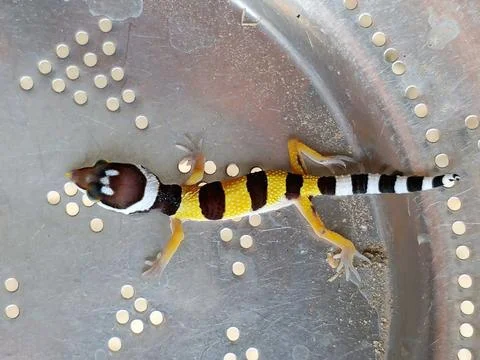 Exotic Leopard Gecko Lizard Standing On Metal Surface Top View Stock Photos