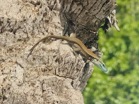Exotic Lizard on Palm Tree Trunk in Tropical Nature. Stock Photos