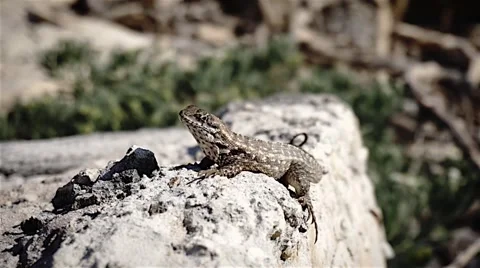 Exotic lizard on a rock close up Stock Footage 48500687