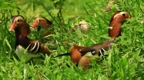 Exotic Mandarin Duck Stock Footage 22606730