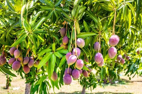 Exotic mango fruit riping on the tree Stock Photos