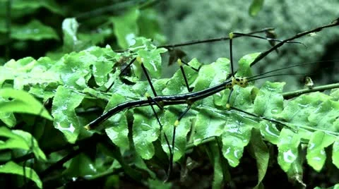 Exotic Mantis Stock Footage 12437788