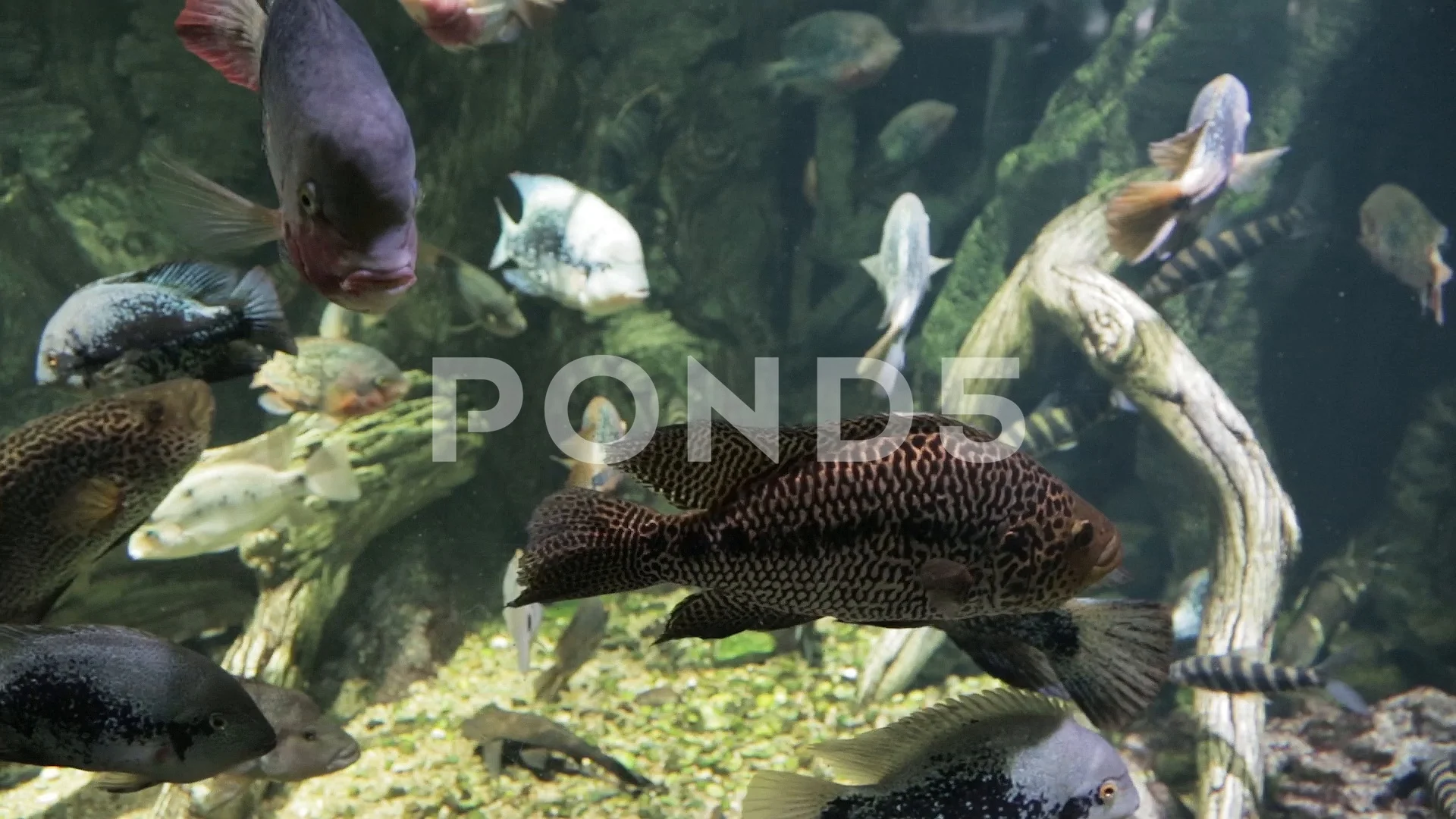 exotic saltwater aquarium fish