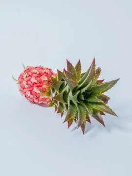 Exotic mini pink decorative pineapple isolated on white studio backdrop Stock Photos