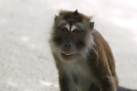 Exotic monkey in Boracay Stock Photos