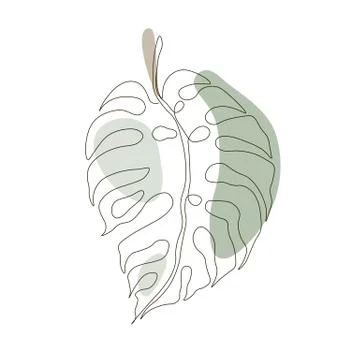 Exotic monstera continuous one line drawing summer tropical leaf hand drawn on Stock Illustration