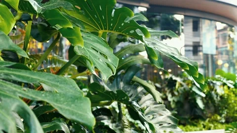 Exotic Monstera Foliage Vídeos de archivo 251663302