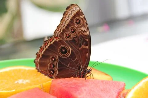 Exotic morpho butterfly sitting on a slice of watermelon in a green plate Stock Photos