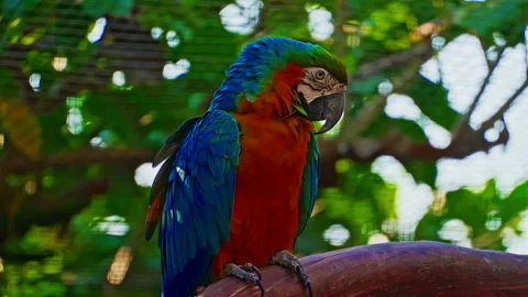 An exotic multi-colored parrot. Watching bird behavior Stock Footage 305843721