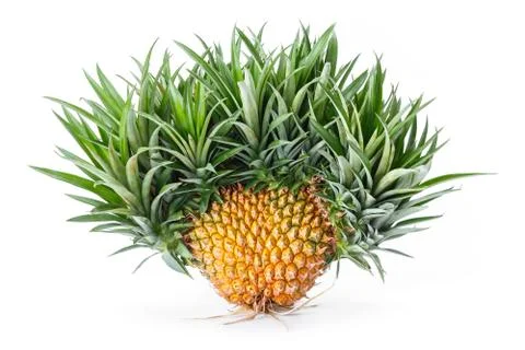 Exotic mutation pineapple Stock Photos
