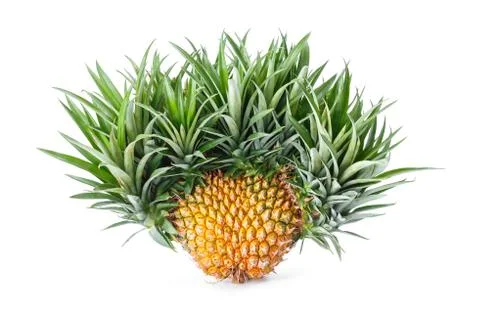 Exotic mutation pineapple Stock Photos