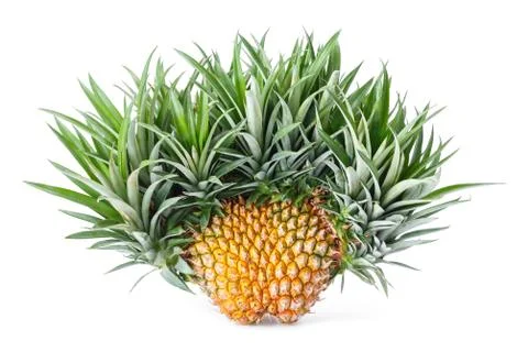 Exotic mutation pineapple Stock Photos
