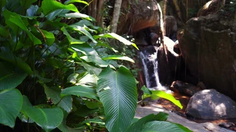 Exotic nature background in woods. Vídeo Stock 130485487