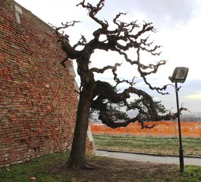 Exotic old tree Stock Photos