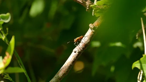 Exotic orange bug standing on branch on pure forest blurry background Stock Footage 100704118