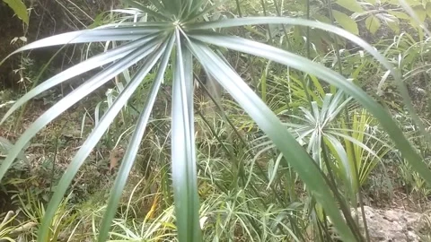 Exotic Palm Beauty Stock Footage 334590164