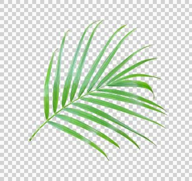 Exotic palm leaf botanical element on transparent background Stockfoto's