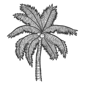 Exotic, palm tree with coconuts. Sketch scratch board imitation. Black and white Stock Illustration