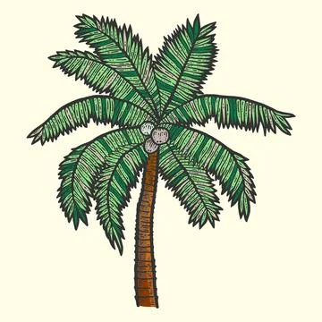 Exotic, palm tree with coconuts. Sketch scratch board imitation color. Illustrazione stock