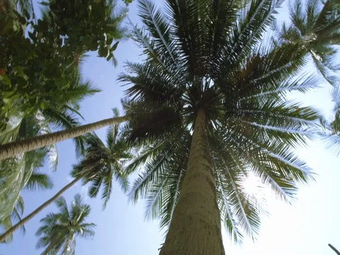Exotic palm tree in the Jungle. Tracking shot around the Palm tree Stock Footage 70713576