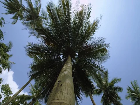 Exotic palm tree in the Jungle. Tracking shot around the Palm tree 動画素材 70713664