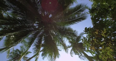 Exotic palm tree in the Jungle. Tracking shot around the Palm tree Stock Footage 76045388