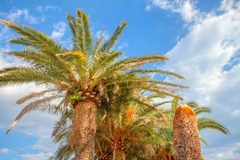 Exotic palm tree Stock Photos