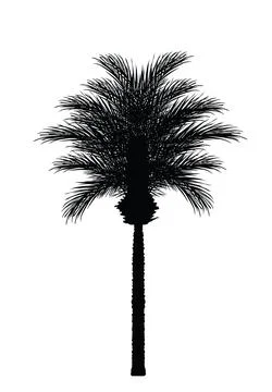 Exotic palm tree vector silhouette illustration isolated on white Stock Illustration