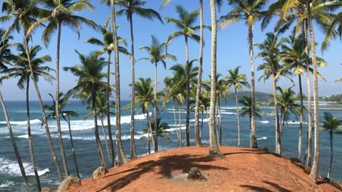 Exotic palm trees and ocean waves 스톡 동영상 85934667