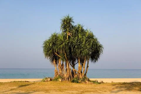 Exotic palm trees on the background of the ocean. Stock Photos