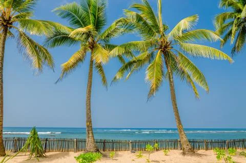 Exotic palm trees on a background of sandy beach Stock Photos
