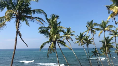 Exotic Palm Trees 스톡 동영상 85936788