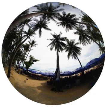 Exotic palm trees. Stock Photos
