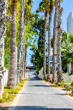 Exotic Palm Trees Stock Photos